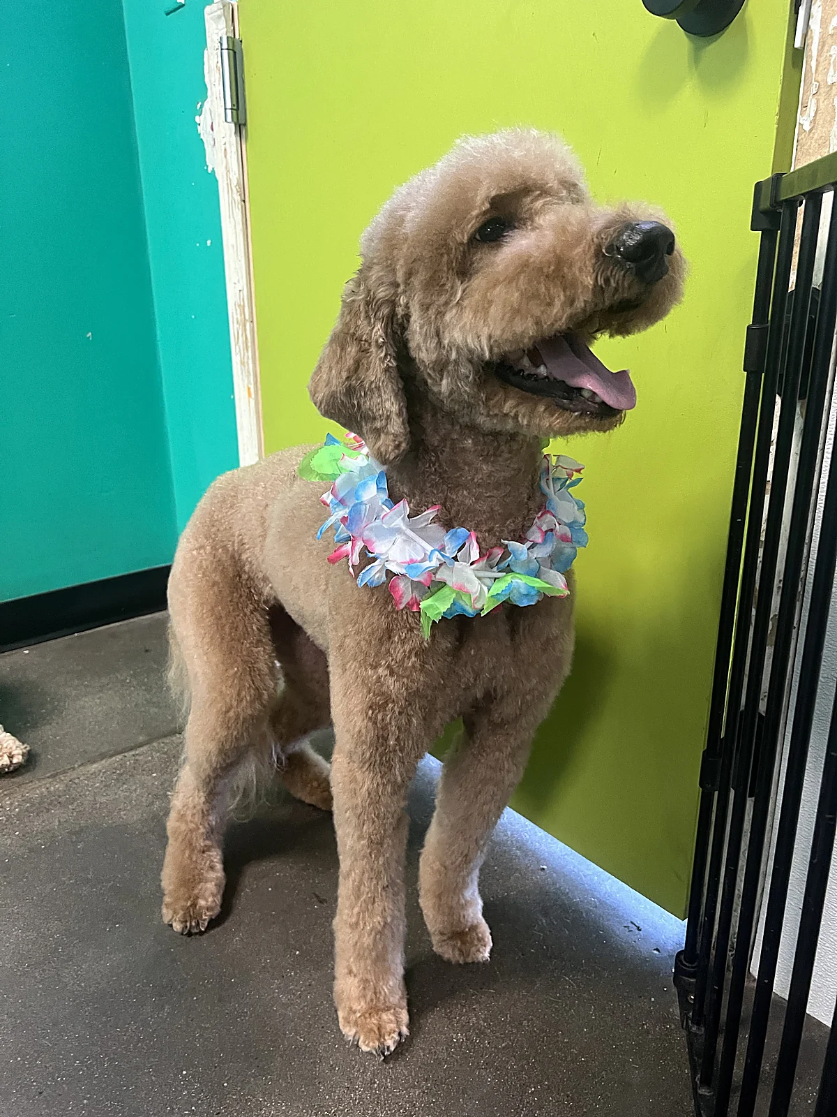 A freshly groomed doodle in an Aloha lei at Johnnys Doghouse, Cottonwood