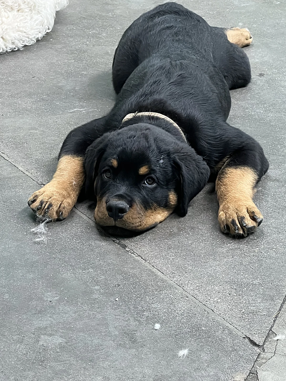 A Rottweiler puppy relaxing at Johnnys Doghouse, Cottonwood