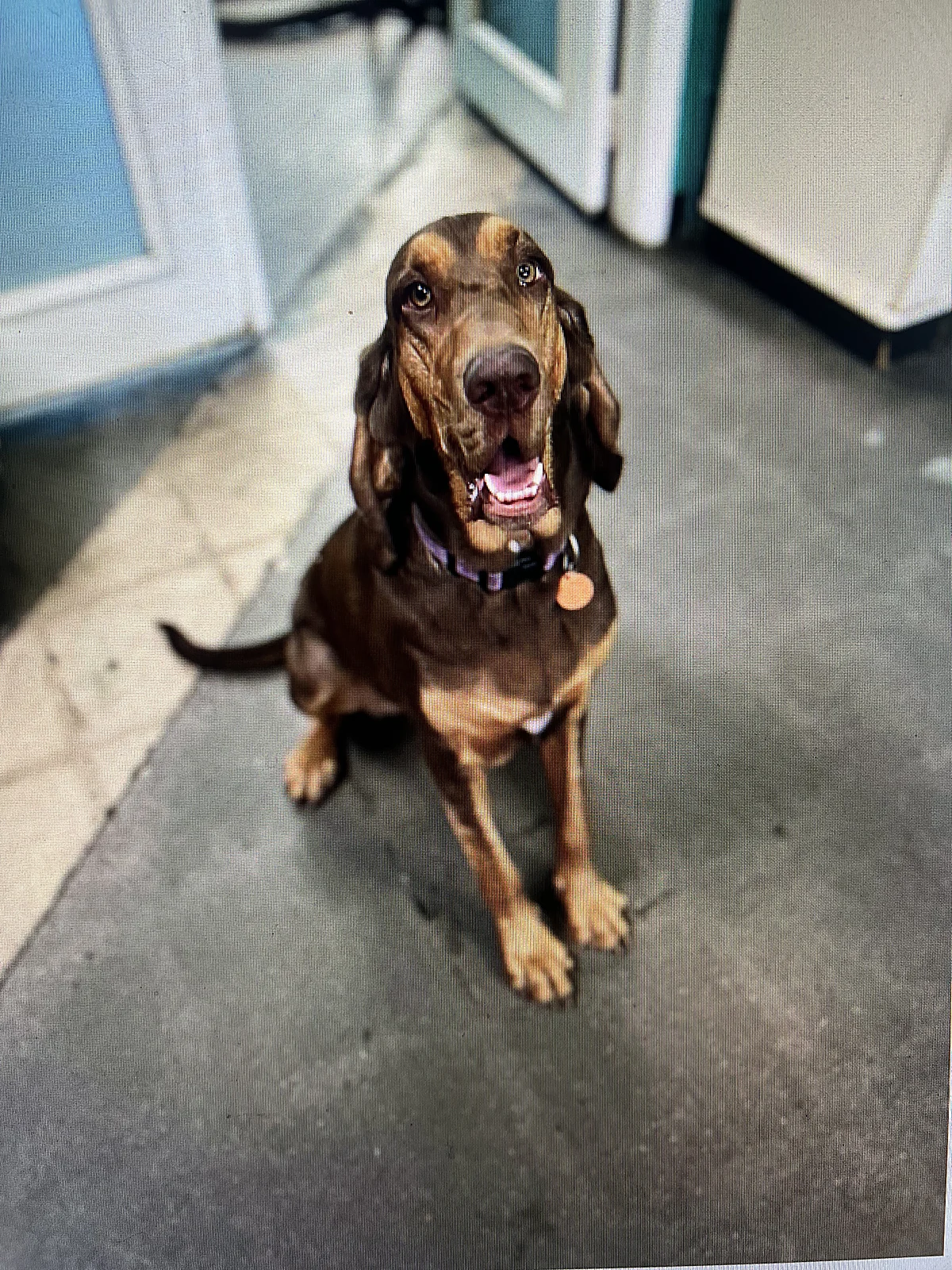 A happy hound greeting the camera at Johnnys Doghouse, Cottonwood