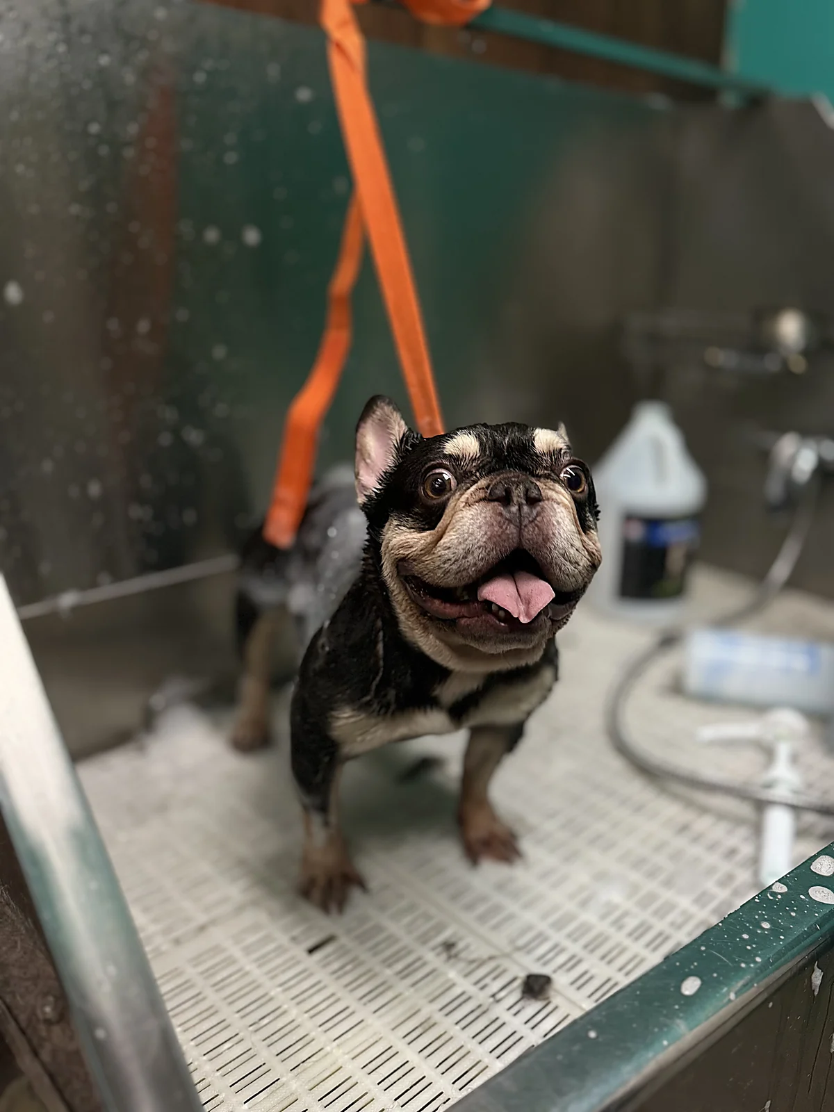A French bulldog enjoying a bath at Johnny's Doghouse, Cottonwood
