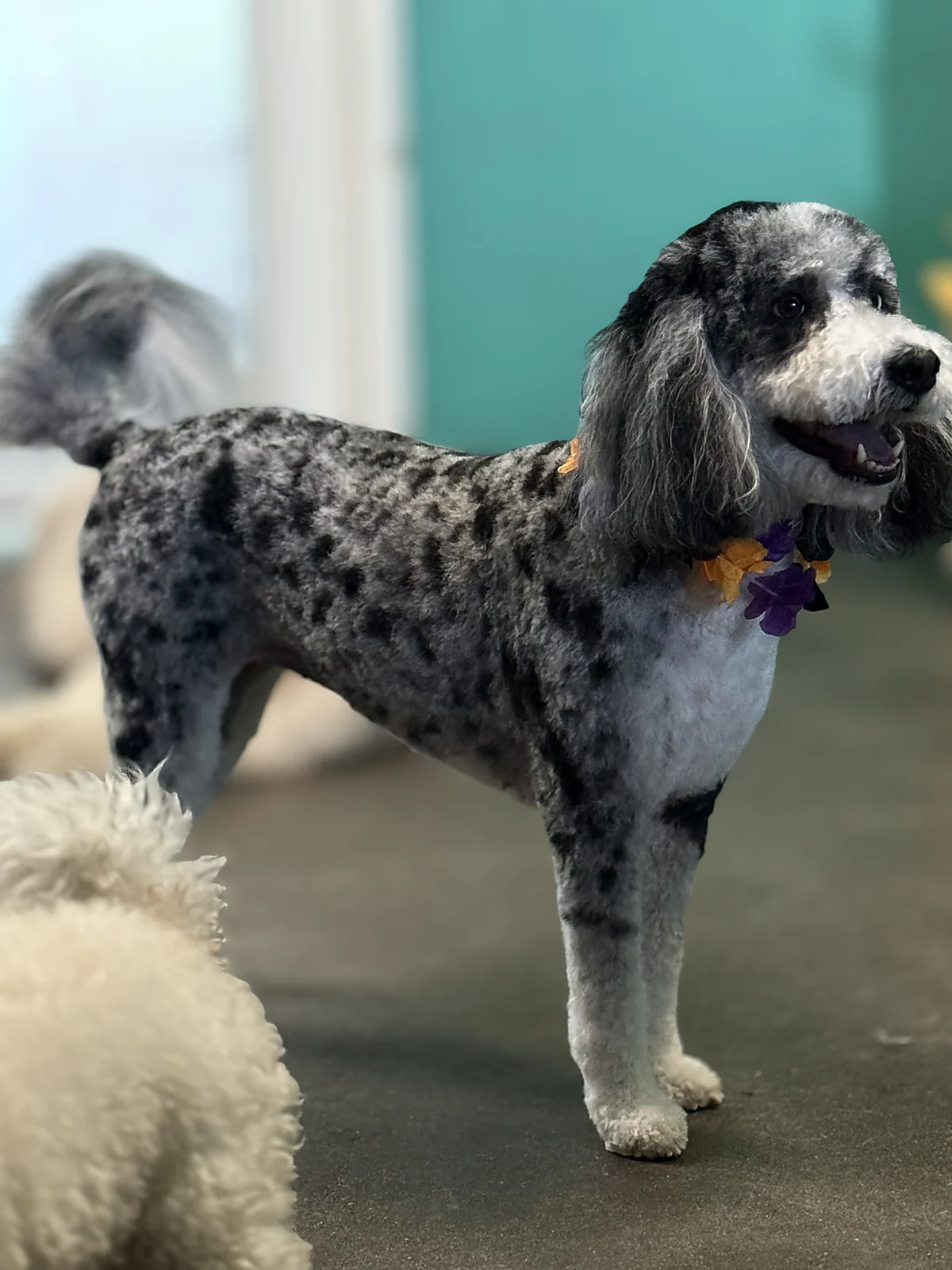A freshly groomed merle doodle at Johnnys Doghouse, Cottonwood
