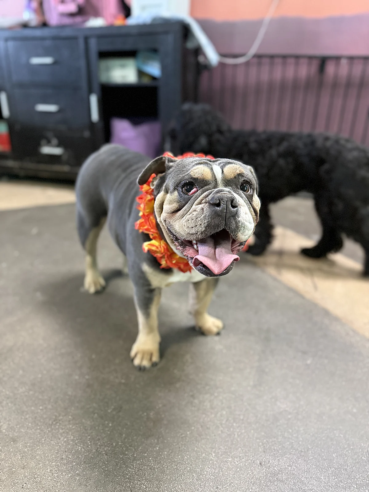 A smiling English bulldog at Johnny's Doghouse, Cottonwood