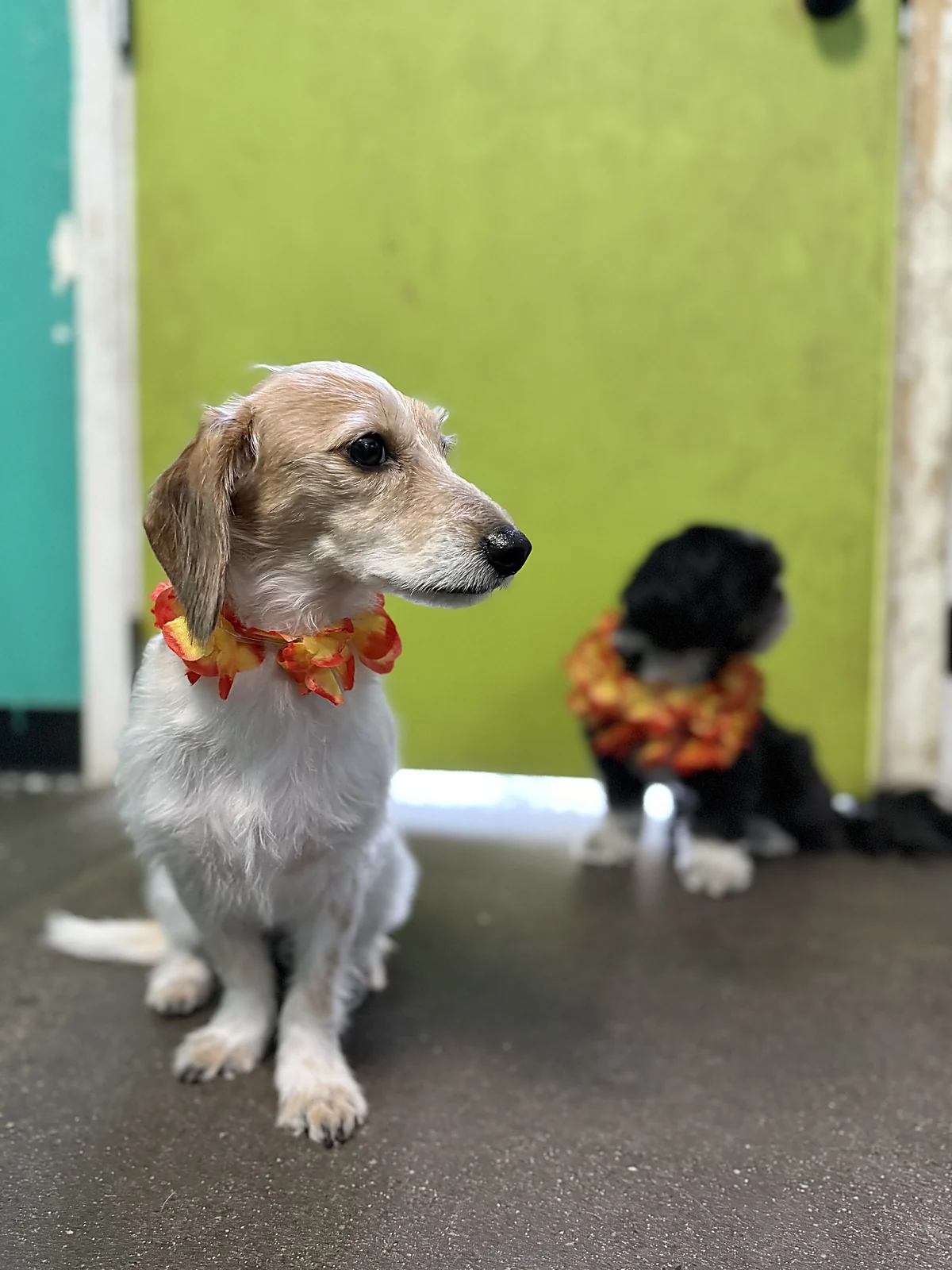 A dachshund in an Aloha lei at Johnny's Doghouse, Cottonwood