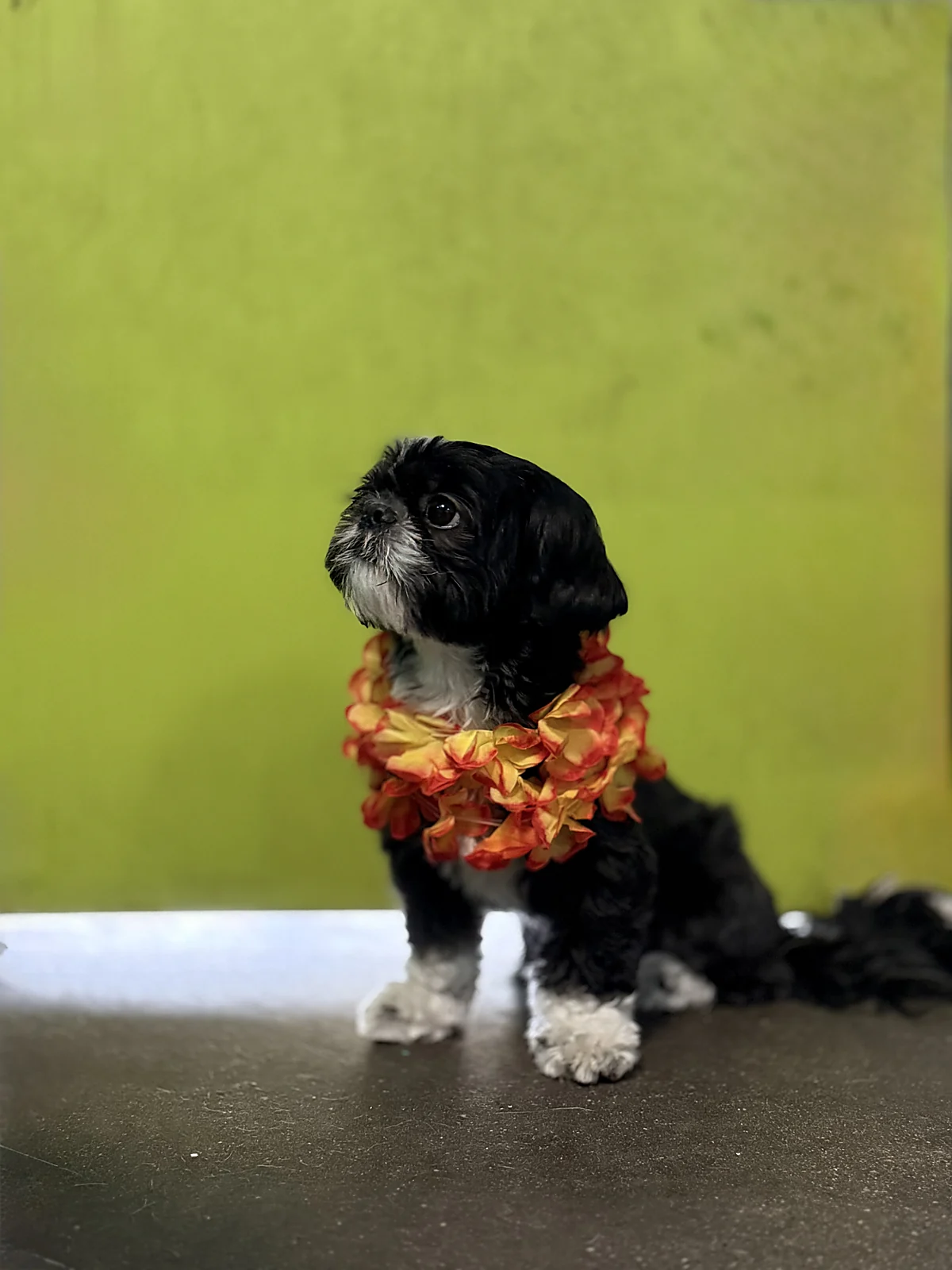 A freshly groomed shih tzu puppy at Johnny's Doghouse, Cottonwood
