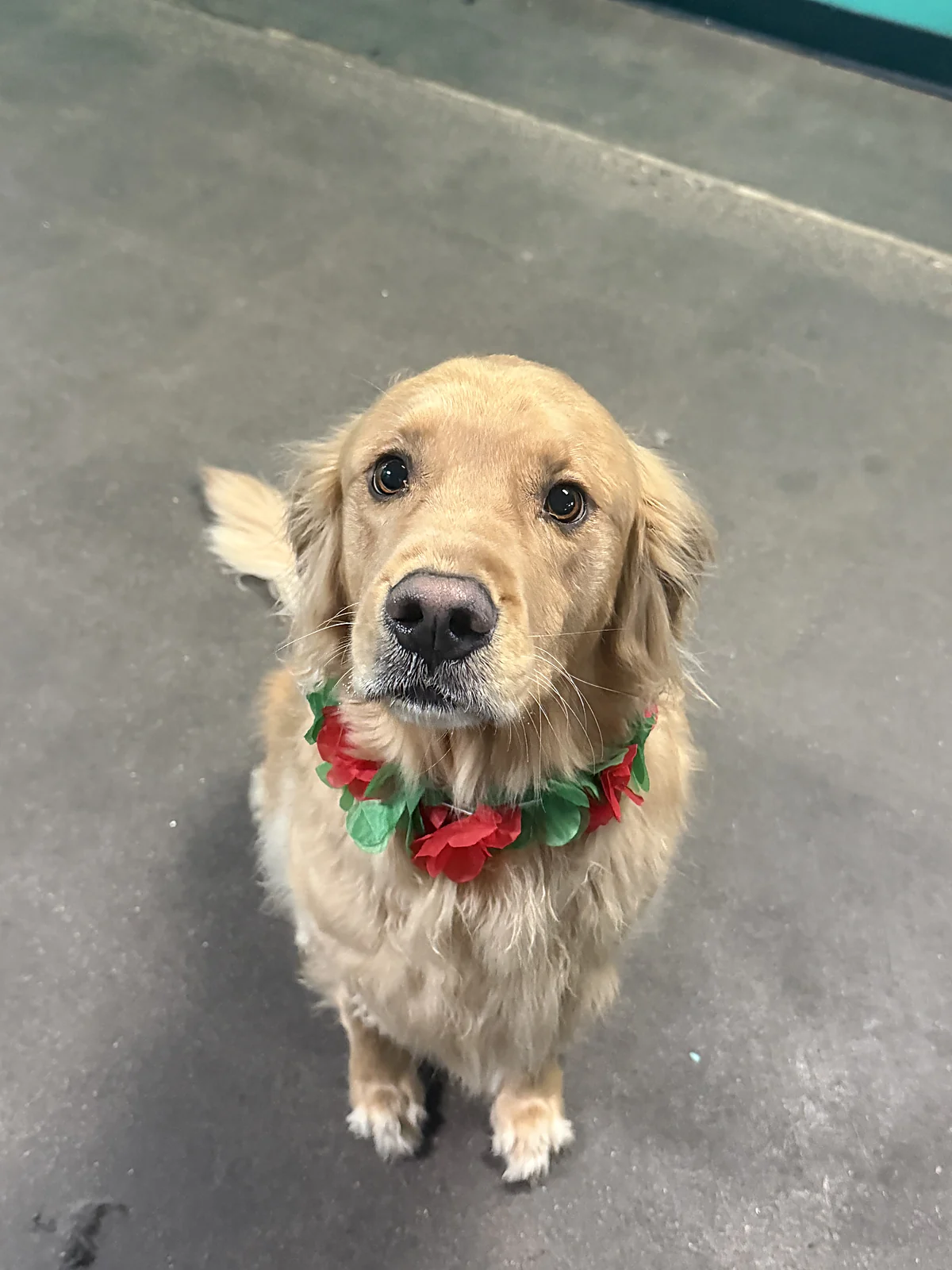 A freshly groomed golden retriever at Johnny's Doghouse, Cottonwood