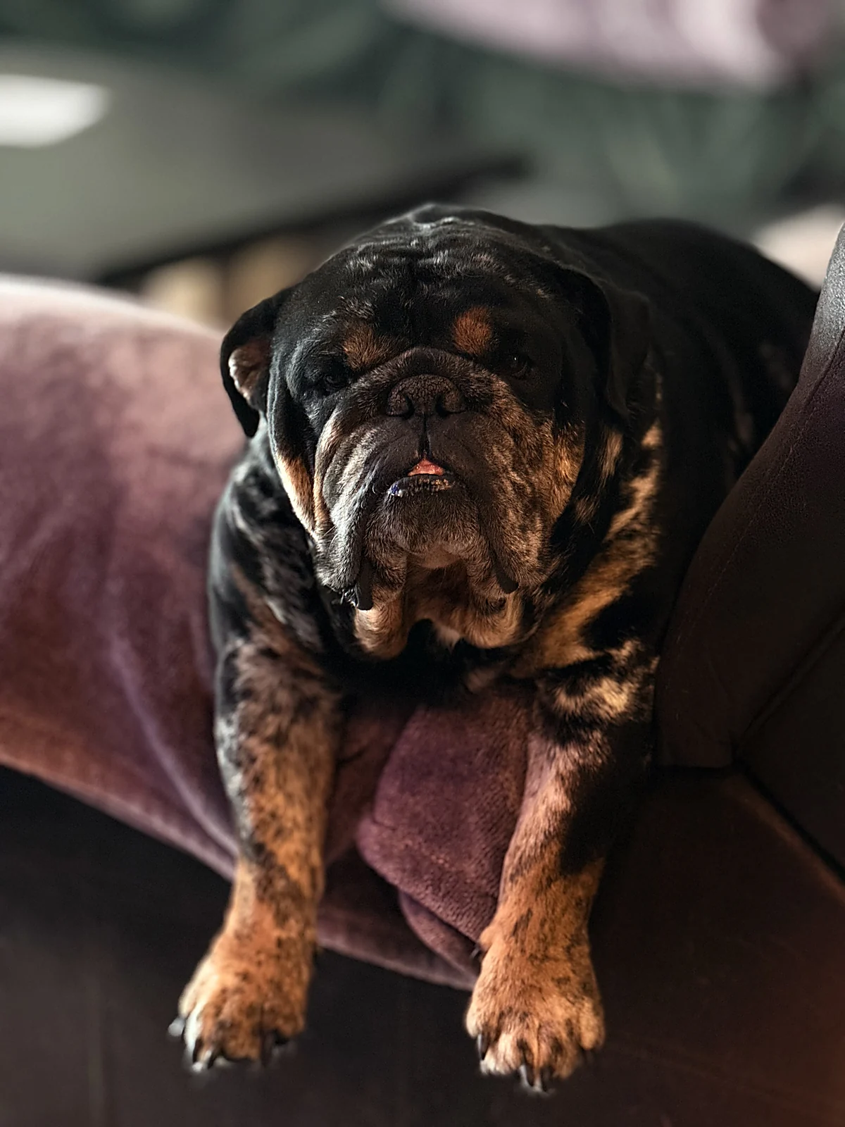 A bulldog relaxing on a couch during a boarding stay at Johnny's Doghouse, Cottonwood