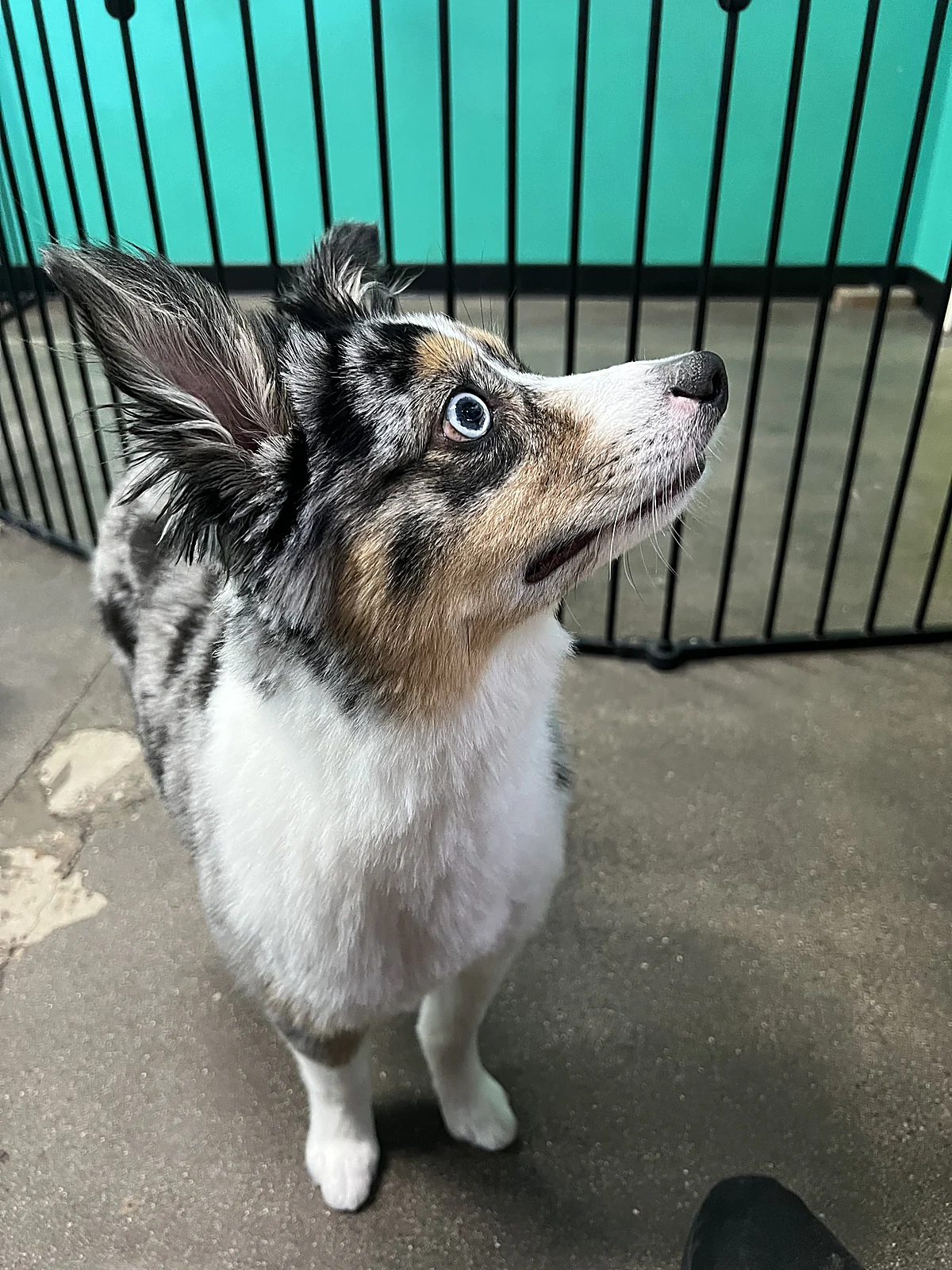An Australian shepherd looking up at Johnny's Doghouse, Cottonwood