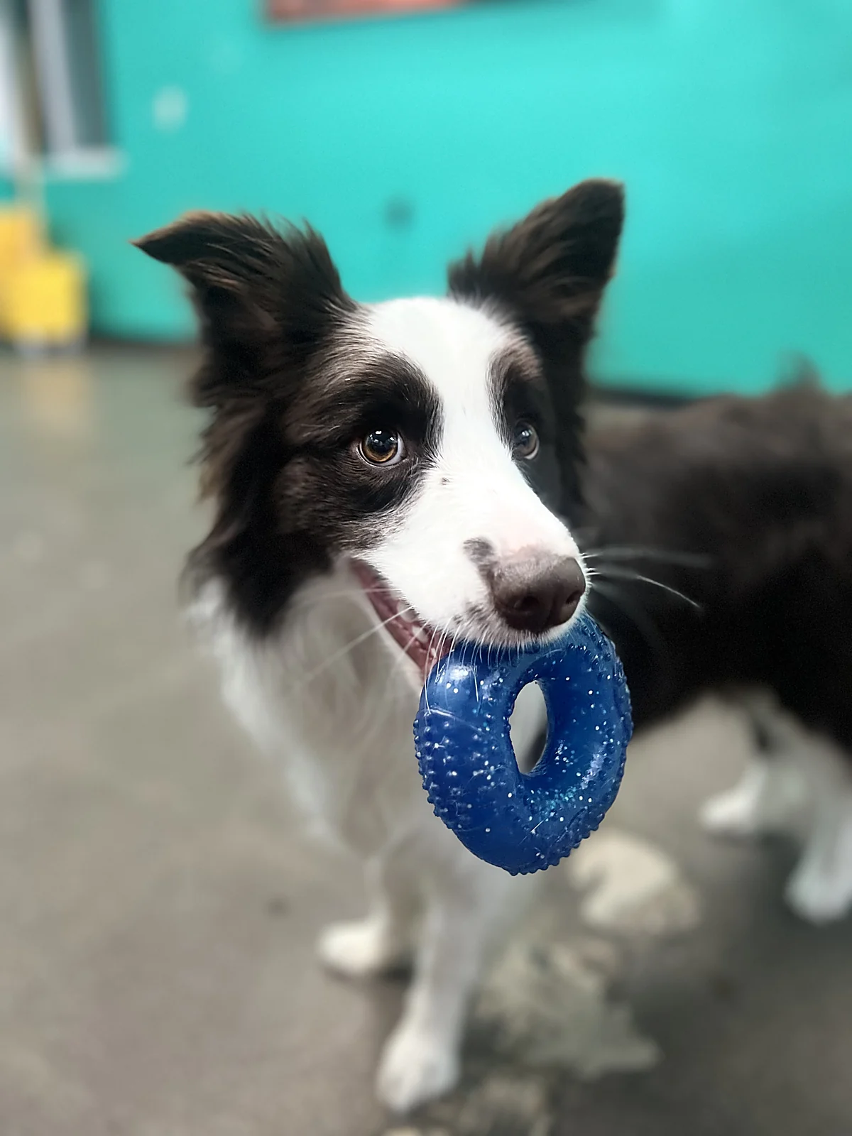 A border collie ready to play at Johnny's Doghouse, Cottonwood