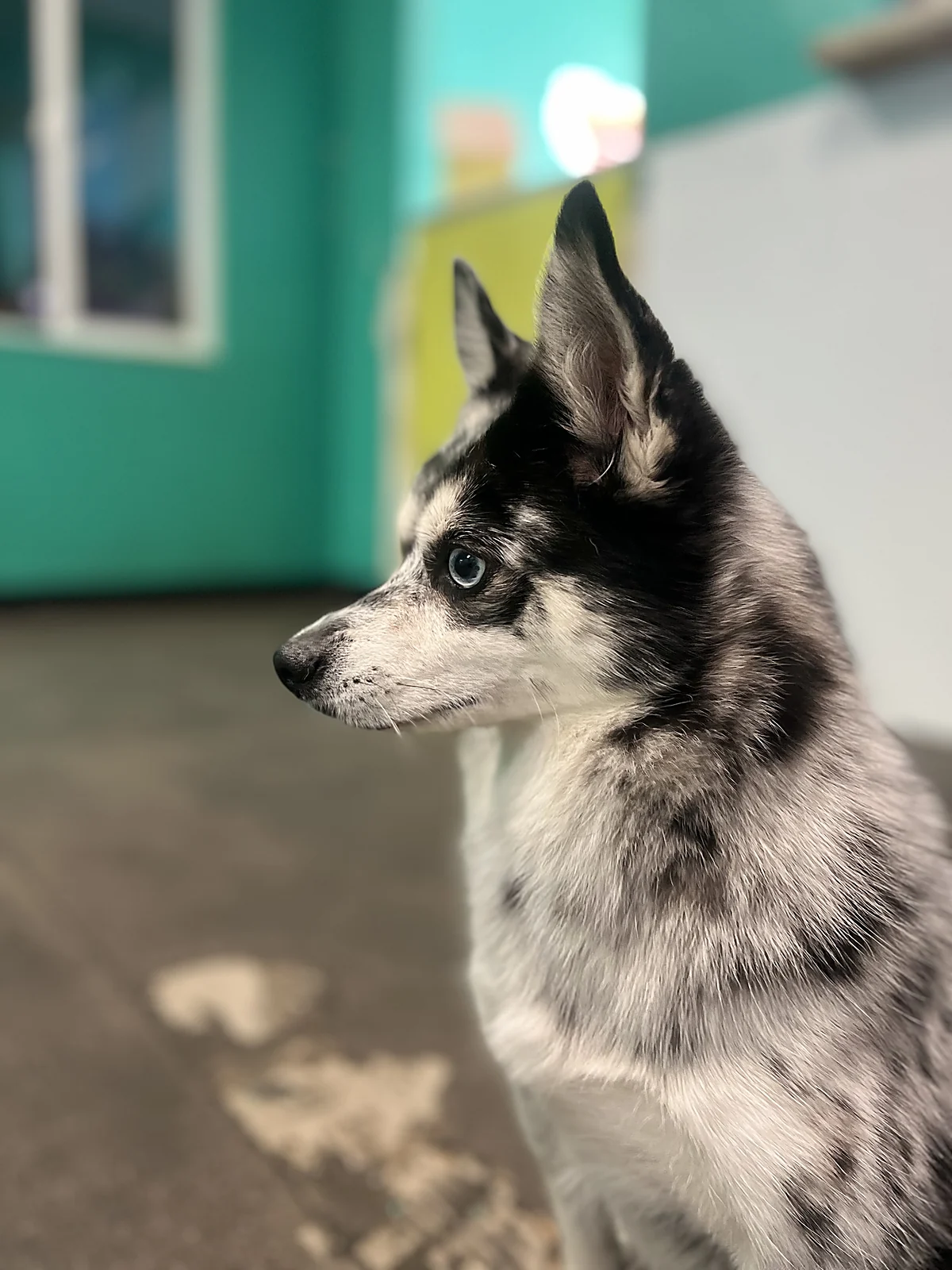 A pomsky in profile at Johnnys Doghouse, Cottonwood